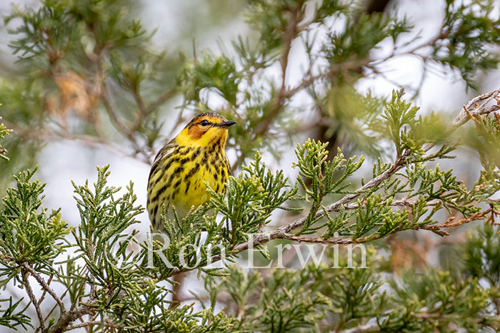 Male Cape May Warbler