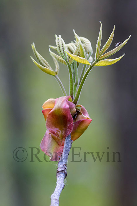 Shagbark Hickory Bud Scales