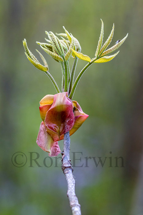 Shagbark Hickory Bud Scales