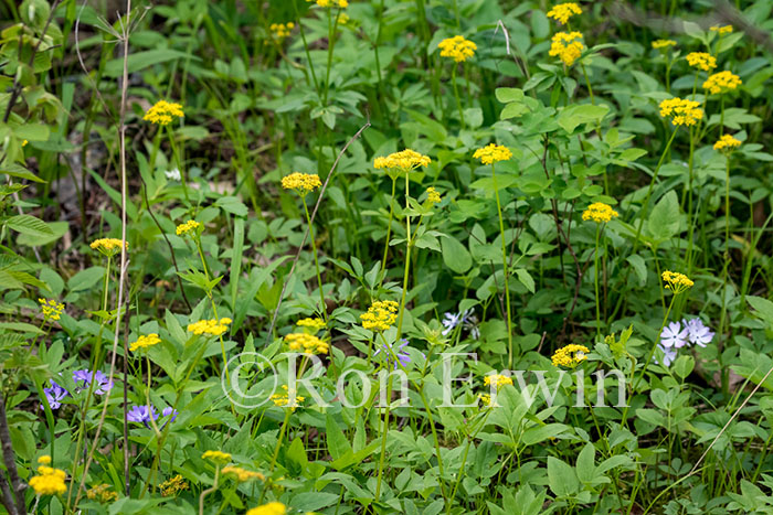 Golden Alexanders & Wild Blue Phlox