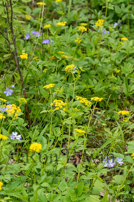 Golden Alexanders & Wild Blue Phlox