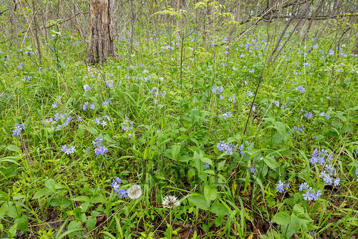 Wild Blue Phlox Patch