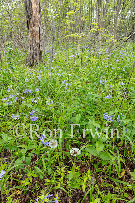 Wild Blue Phlox Patch