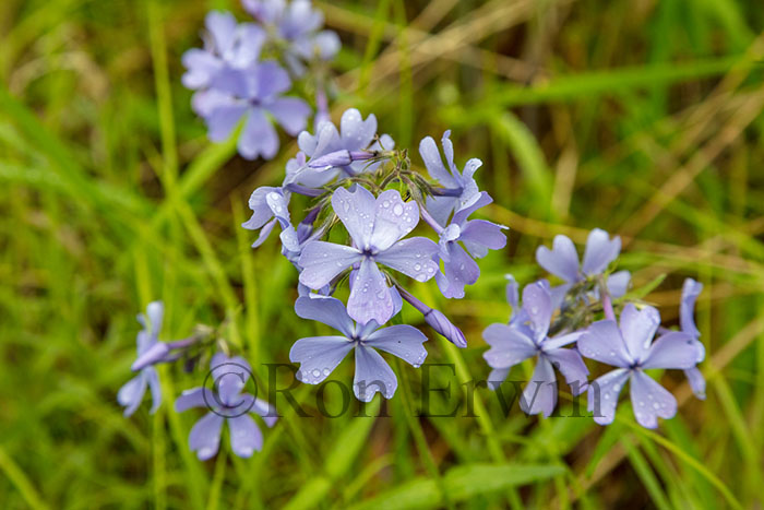 Wild Blue Phlox