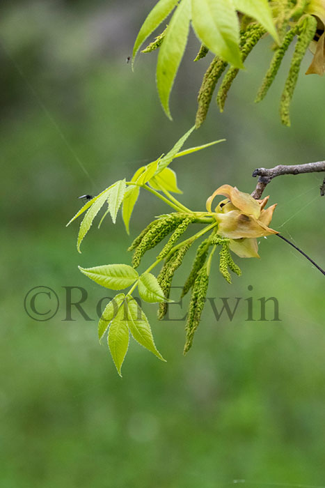 Shagbark Hickory Catkins