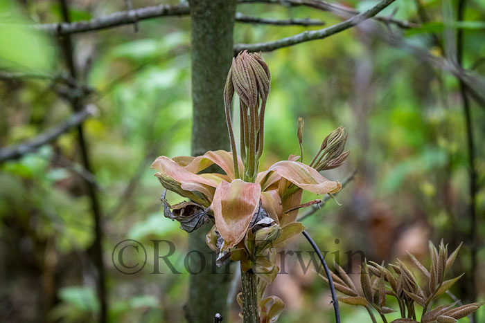 Shagbark Hickory Bud Scales