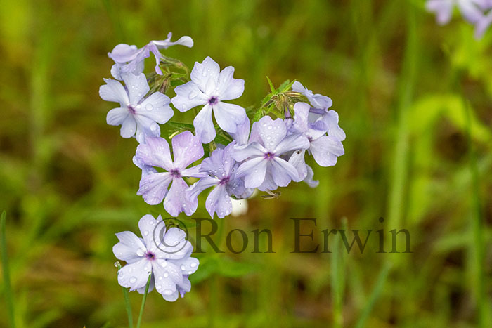 Wild Blue Phlox