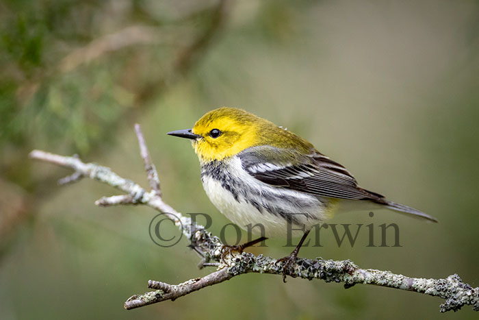 Black-throated Green Warbler Female