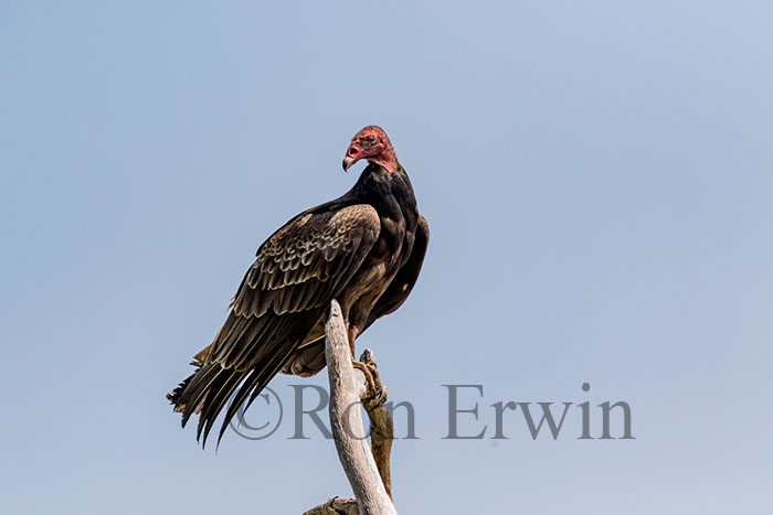 Turkey Vulture