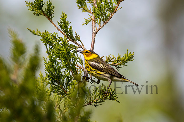 Male Cape May Warbler