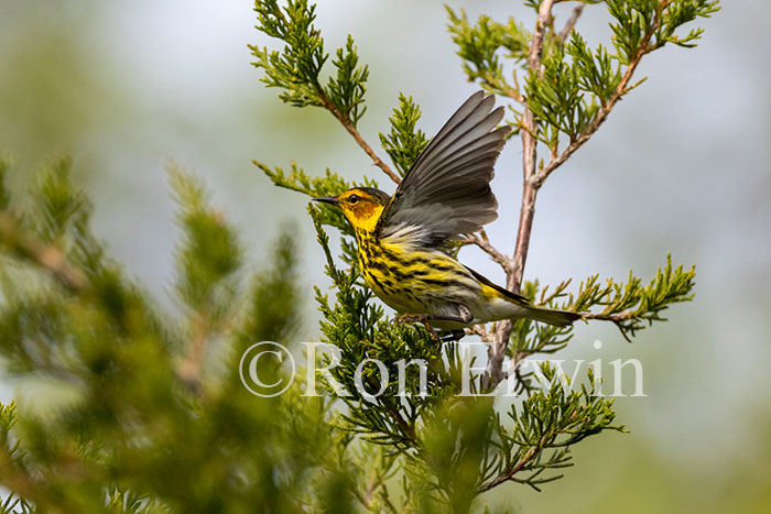 Male Cape May Warbler