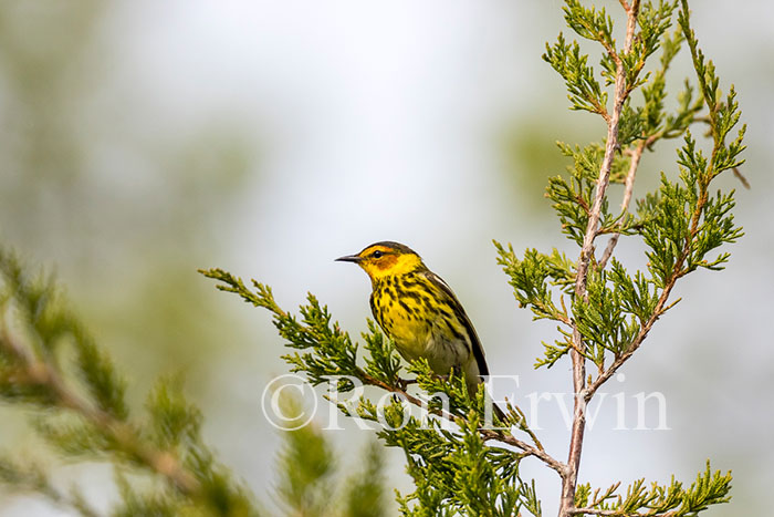 Male Cape May Warbler