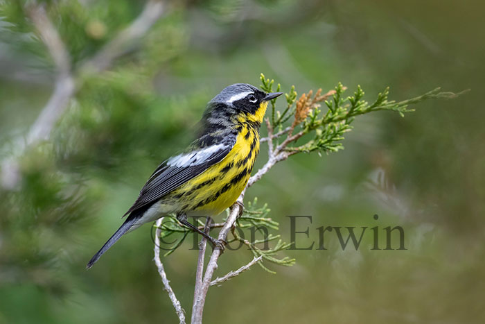 Magnolia Warbler 
