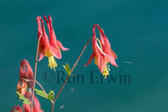 Wild Columbine