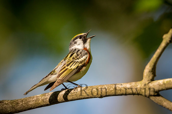 Chestnut-sided Warbler Male