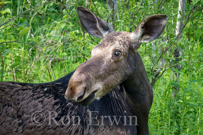 Female Moose