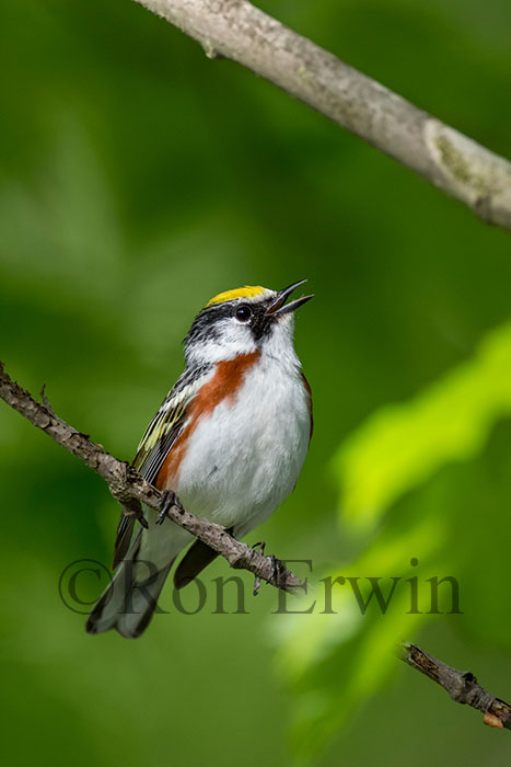 Chestnut-sided Warbler Male