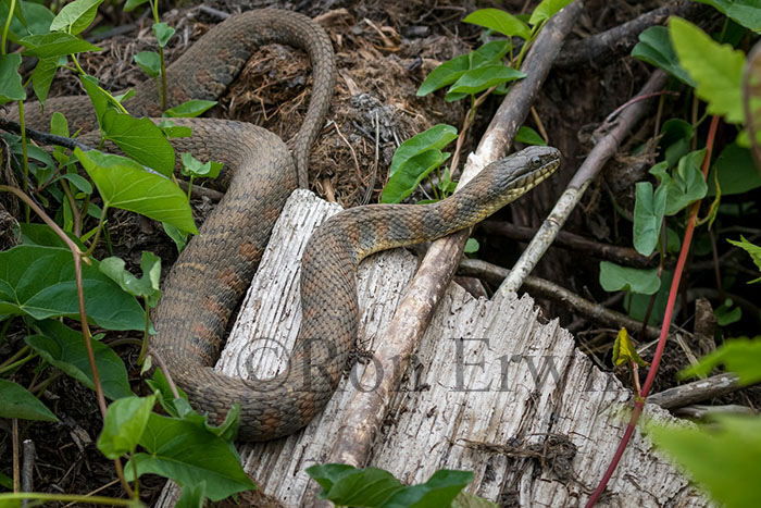 Northern Watersnake