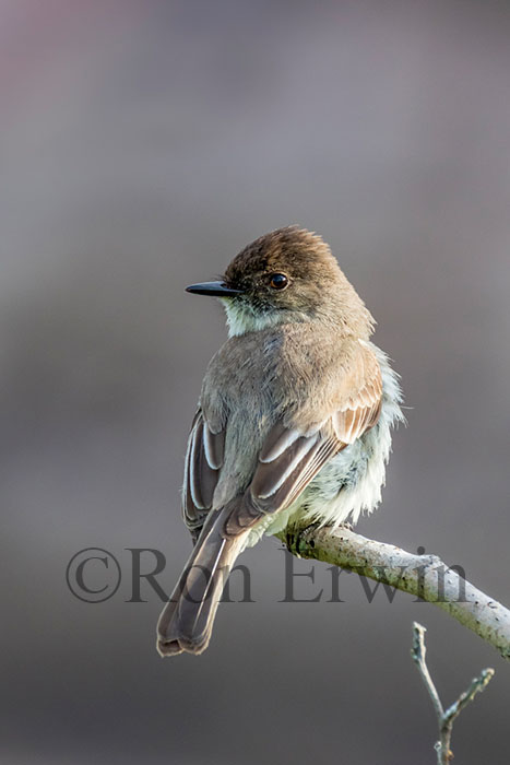 Eastern Phoebe