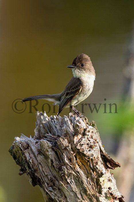 Eastern Phoebe