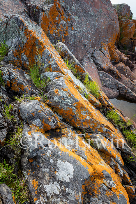 Lichen and Rocks
