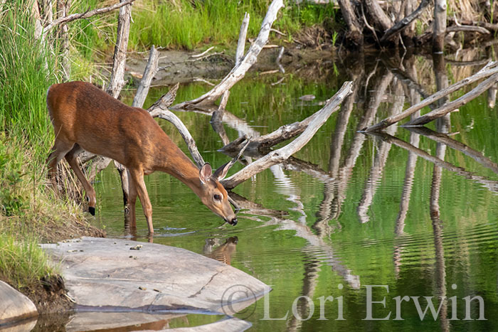 White-tailed Deer