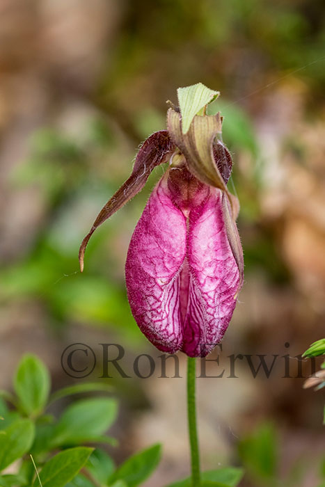 Pink Lady's Slipper