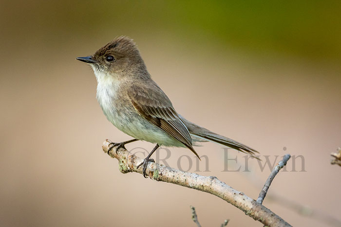 Eastern Phoebe