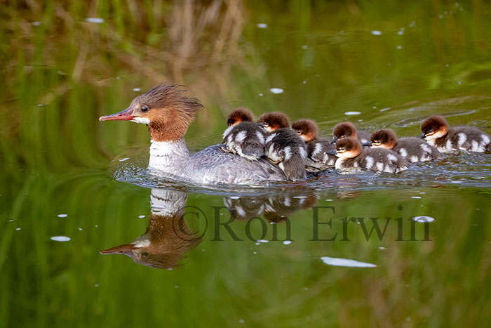 Common Merganser Female & Young