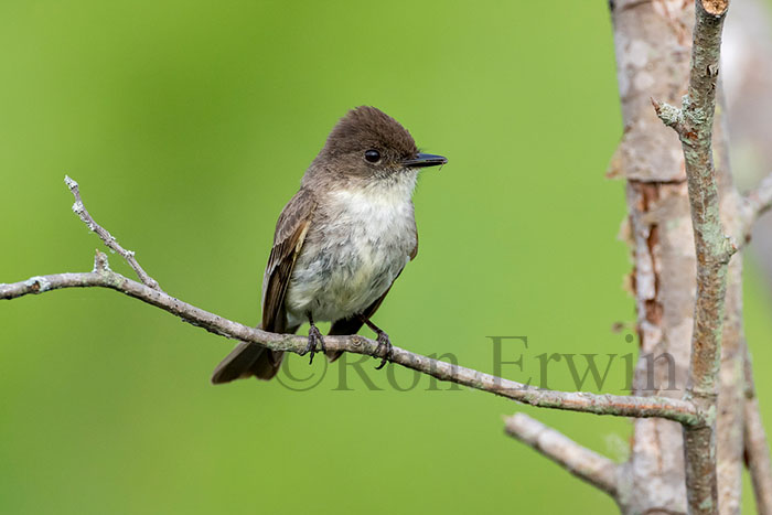 Eastern Phoebe