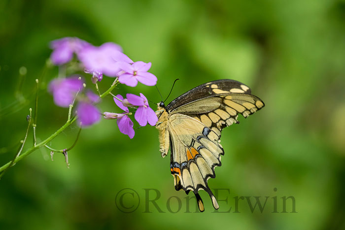 Eastern Giant Swallowtail