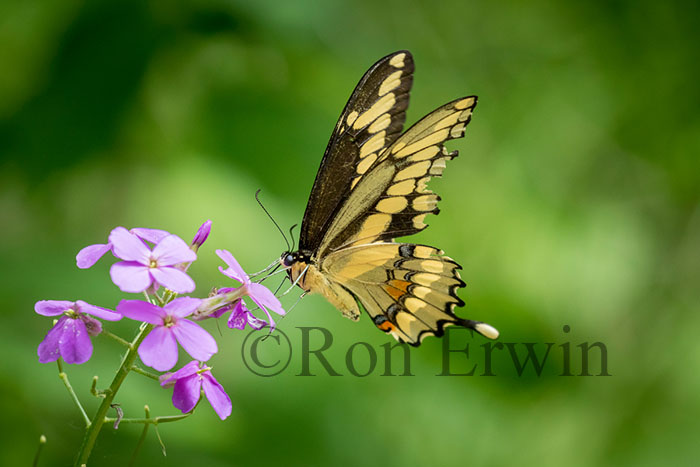 Eastern Giant Swallowtail