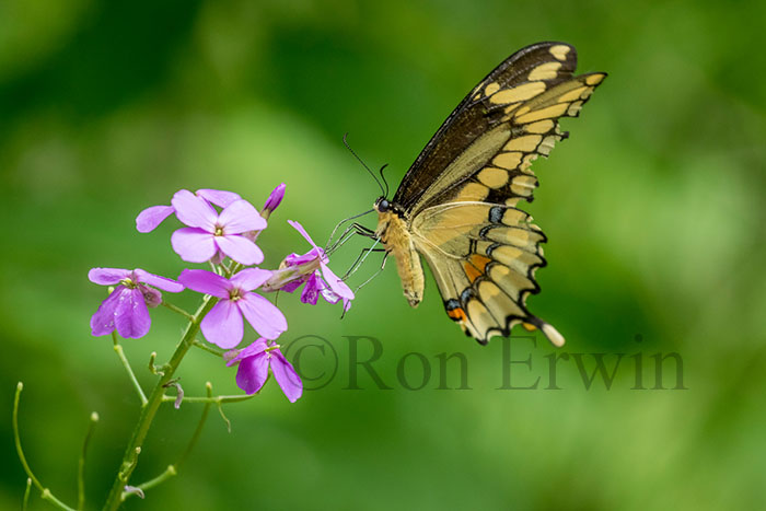 Eastern Giant Swallowtail