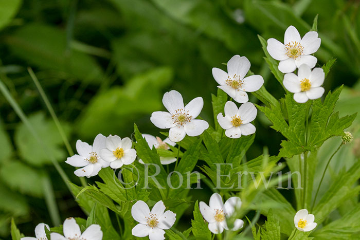 Canada Anemone