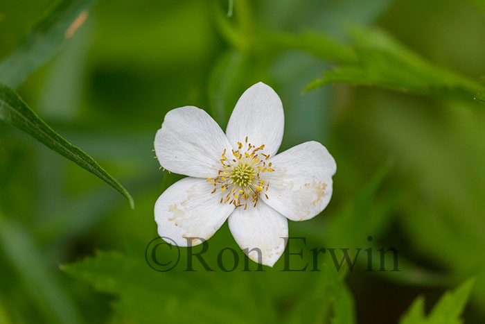 Canada Anemone