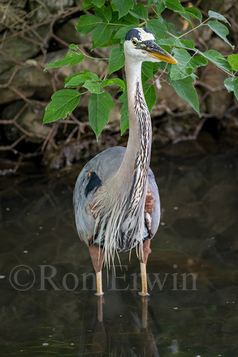 Great Blue Heron