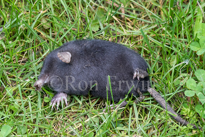 Dead Star-nosed Mole
