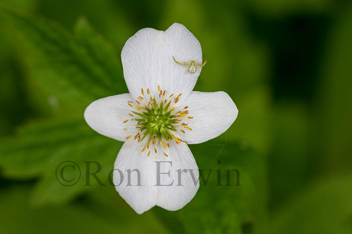 Canada Anemone