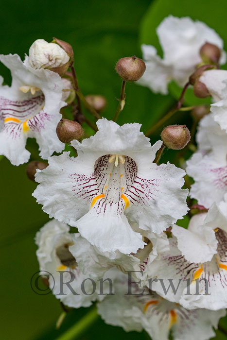 Catalpa Tree Flowers