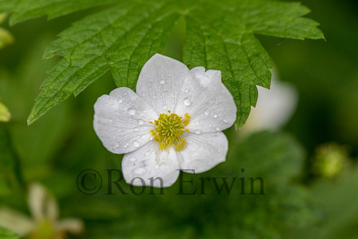 Canada Anemone