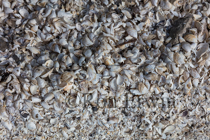 Zebra and Quagga Mussel Shells