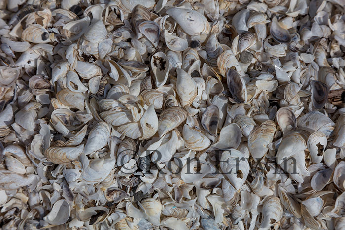 Zebra and Quagga Mussel Shells