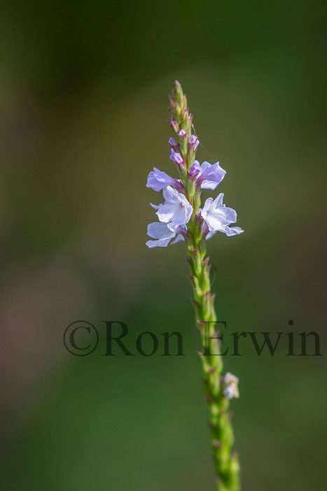 Narrow-leaved Vervain