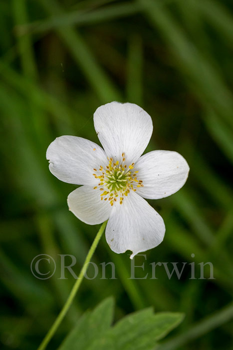 Canada Anemone