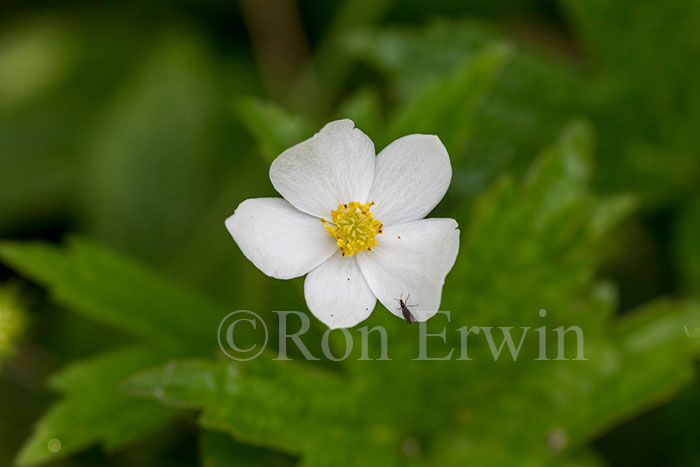 Canada Anemone