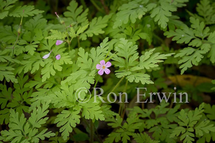 Herb Robert
