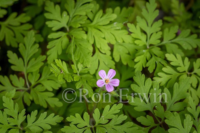 Herb Robert