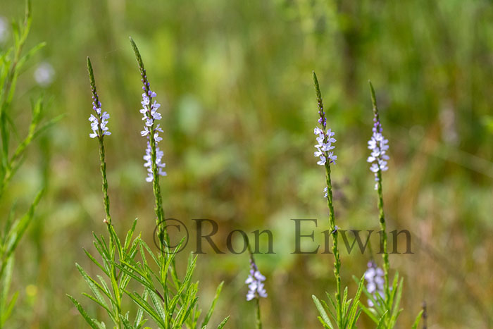 Narrow-leaved Vervain