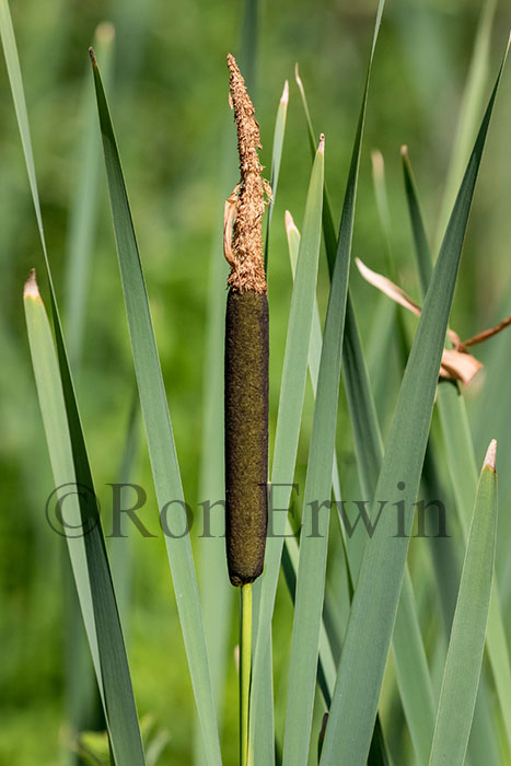 Common Bulrush