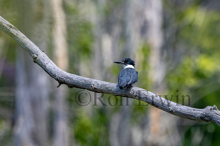 Belted Kingfisher